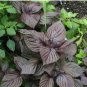 Bonsai Plants Garden Rare Plants Red Shiso Frutescens Purple Perilla Plantas 100 PCS Seeds