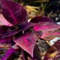 Bonsai Plants Garden Rare Plants Red Shiso Frutescens Purple Perilla Plantas 100 PCS Seeds
