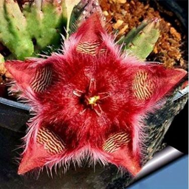 Bonsai Plants Stapelia Pulchella Plant Perennial Flower Bonsai 120 PCS Seeds