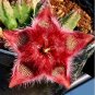 Bonsai Plants Stapelia Pulchella Plant Perennial Flower Bonsai 120 PCS Seeds