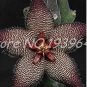 Bonsai Plants Stapelia Pulchella Plant Perennial Flower Bonsai 120 PCS Seeds