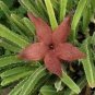 Bonsai Plants Stapelia Pulchella Plant Perennial Flower Bonsai 120 PCS Seeds