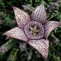 Bonsai Plants Stapelia Pulchella Plant Perennial Flower Bonsai 120 PCS Seeds