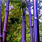 Bonsai Purple Bamboo Bonsai Plants Rare Phyllostachys nigra Perennial Bambu 40 PCS Seeds Bonsai Purple Bamboo Bonsai Plants Rare Phyllostachys nigra Perennial Bambu 40 PCS Seeds