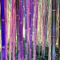Bonsai Purple Bamboo Bonsai Plants Rare Phyllostachys nigra Perennial Bambu 40 PCS Seeds