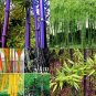 Bonsai Purple Bamboo Bonsai Plants Rare Phyllostachys nigra Perennial Bambu 40 PCS Seeds