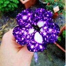 Bonsai Petunia Garden Bonsai Moon Night Sky Double Purple Flowers 200 PCS Seeds
