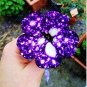Bonsai Petunia Garden Bonsai Moon Night Sky Double Purple Flowers 200 PCS Seeds