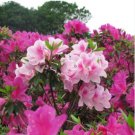 Bonsai Rhododendron Azalea Flower 100 PCS Seeds