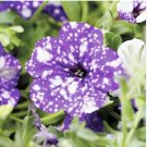 Bonsai Petunia Garden Bonsai Moon Night Sky Double Purple Flowers 200 PCS Seeds