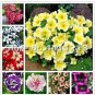 Bonsai Petunia Garden Bonsai Moon Night Sky Double Purple Flowers 200 PCS Seeds