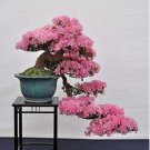 Bonsai Rhododendron Flower Easy to Grow Azalea Bonsai Family & Garden 100 PCS Seeds