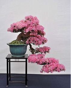 Bonsai Rhododendron Flower Easy to Grow Azalea Bonsai Family & Garden 100 PCS Seeds