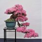 Bonsai Rhododendron Flower Easy to Grow Azalea Bonsai Family & Garden 100 PCS Seeds