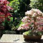 Bonsai Rhododendron Flower Easy to Grow Azalea Bonsai Family & Garden 100 PCS Seeds