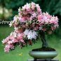 Bonsai Rhododendron Flower Easy to Grow Azalea Bonsai Family & Garden 100 PCS Seeds