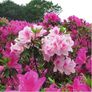 Bonsai Rhododendron Flower Easy to Grow Azalea Bonsai Family & Garden 100 PCS Seeds