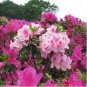 Bonsai Rhododendron Flower Easy to Grow Azalea Bonsai Family & Garden 100 PCS Seeds