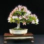 Bonsai Rhododendron Flower Easy to Grow Azalea Bonsai Family & Garden 100 PCS Seeds