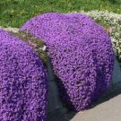 Bonsai Rock Cress Flower Climbing Plant Creeping Thyme Flores 200 PCS Seeds Bonsai Rock Cress Flower Climbing Plant Creeping Thyme Flores 200 PCS Seeds