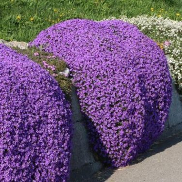 Bonsai Rock Cress Flower Climbing Plant Creeping Thyme Flores 200 PCS Seeds