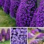 Bonsai Rock Cress Flower Climbing Plant Creeping Thyme Flores 200 PCS Seeds