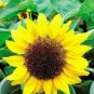 Bonsai Short Sunflower 1 PCS Seeds