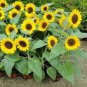 Bonsai Short Sunflower 1 PCS Seeds