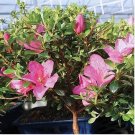 Bonsai Rhododendron Flower Easy to Grow Azalea Bonsai Family & Garden 100 PCS Seeds
