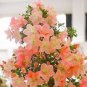 Bonsai Rhododendron Flower Easy to Grow Azalea Bonsai Family & Garden 100 PCS Seeds