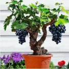 Bonsai Super Black Grape 'Hei Fei' Organic 15 PCS Seeds Bonsai Super Black Grape 'Hei Fei' Organic 15 PCS Seeds