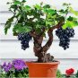 Bonsai Super Black Grape 'Hei Fei' Organic 15 PCS Seeds