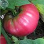 Bonsai Tomato Giant 36 Types of Vegetable Fruits 100 PCS Seeds