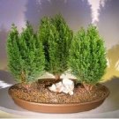 Bonsai Tree Cedar Flores Siberian Carpet Cypress plantas Arborvitae Plante 50 PCS Seeds Bonsai Tree Cedar Flores Siberian Carpet Cypress plantas Arborvitae Plante 50 PCS Seeds