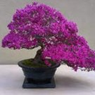 Bonsai Rhododendron Flower Easy to Grow Azalea Bonsai Family & Garden Flower 100 PCS Seeds