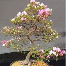 Bonsai Tree Japanese Sakura Bonsai Rare Japanese Cherry 10 PCS Seeds
