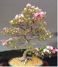 Bonsai Tree Japanese Sakura Bonsai Rare Japanese Cherry 10 PCS Seeds