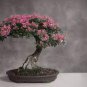 Bonsai Tree Japanese Sakura Bonsai Rare Japanese Cherry 10 PCS Seeds