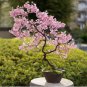 Bonsai Tree Japanese Sakura Bonsai Rare Japanese Cherry Blossoms Flowers 10 PCS Seedsss