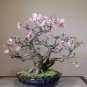Bonsai Tree Japanese Sakura Bonsai Rare Japanese Cherry Blossoms Flowers 10 PCS Seedsss