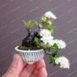 Bonsai Tree Japanese Sakura Bonsai Rare Japanese Cherry Blossoms Flowers 10 PCS Seedsss