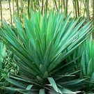 Bonsai Tree Yucca Bonsai, DIY Potted Plants 50 PCS Seeds
