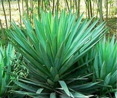 Bonsai Tree Yucca Bonsai, DIY Potted Plants 50 PCS Seeds