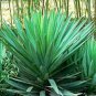 Bonsai Tree Yucca Bonsai, DIY Potted Plants 50 PCS Seeds