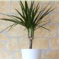 Bonsai Tree Yucca Bonsai, DIY Potted Plants 50 PCS Seeds