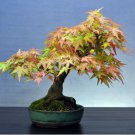 Bonsai Trident Maple 20 PCS Seeds Bonsai Trident Maple 20 PCS Seeds