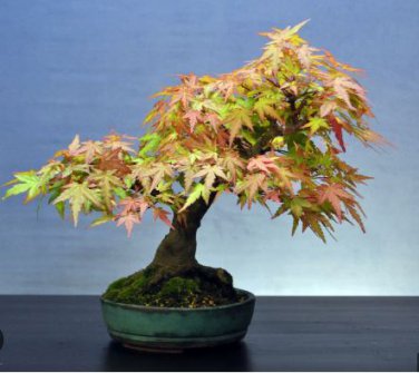 Bonsai Trident Maple 20 PCS Seeds