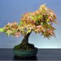Bonsai Trident Maple 20 PCS Seeds