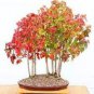 Bonsai Trident Maple 20 PCS Seeds