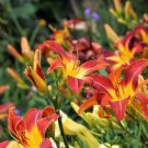 Bonsai Unique Daylilies Hemerocallis Fulva Day Lily Flower Mixed Color 50 PCS Seeds Bonsai Unique Daylilies Hemerocallis Fulva Day Lily Flower Mixed Color 50 PCS Seeds